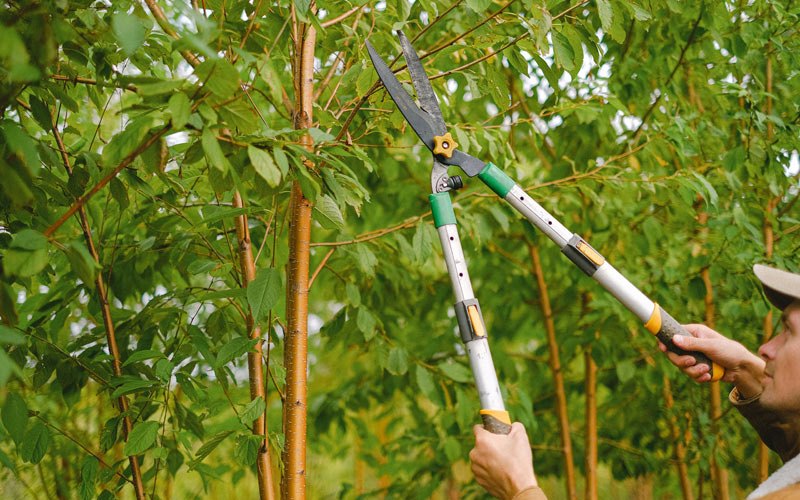 Tree trimming in Zanoni, MO